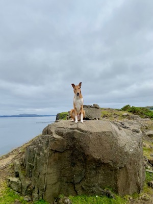 Collie ontop of a stone